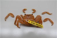 藏品(白紋方蟹)的圖片